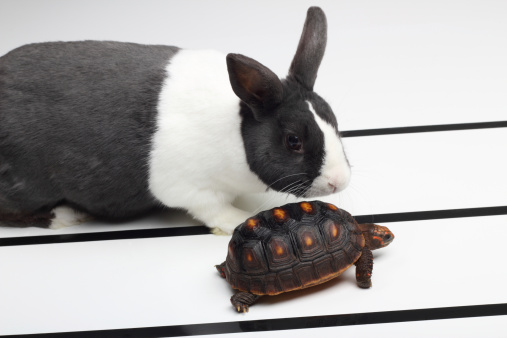 Négo Parabole Lapin Ou Tortue ?