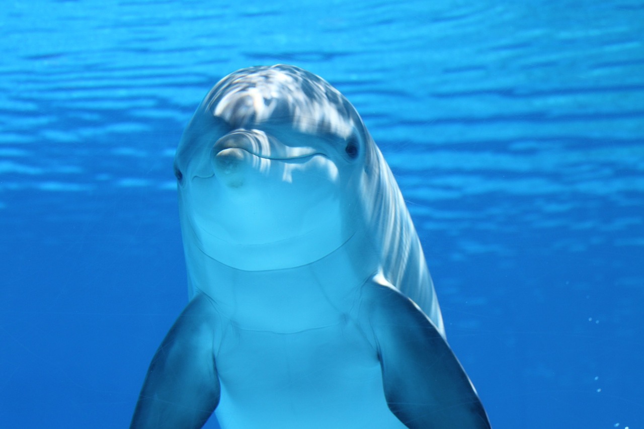Un traité international qui voit la vie marine en bleu… enfin ?